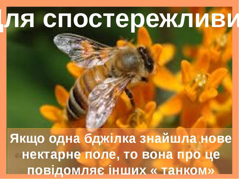 Якщо одна бджілка знайшла нове нектарне поле, то вона про це повідомляє інших...