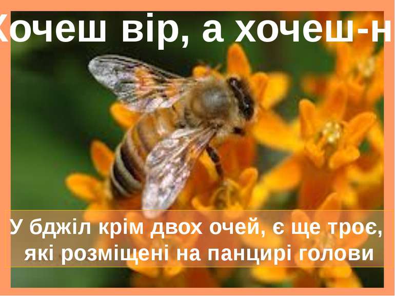 У бджіл крім двох очей, є ще троє, які розміщені на панцирі голови Хочеш вір,...