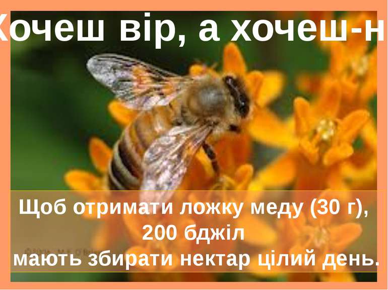 Щоб отримати ложку меду (30 г), 200 бджіл мають збирати нектар цілий день. Хо...