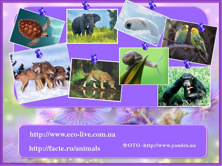 http://www.eco-live.com.ua http://facte.ru/animals ФОТО -http://www.yandex.ua