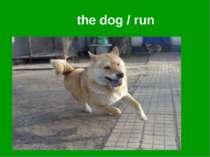 the dog / run