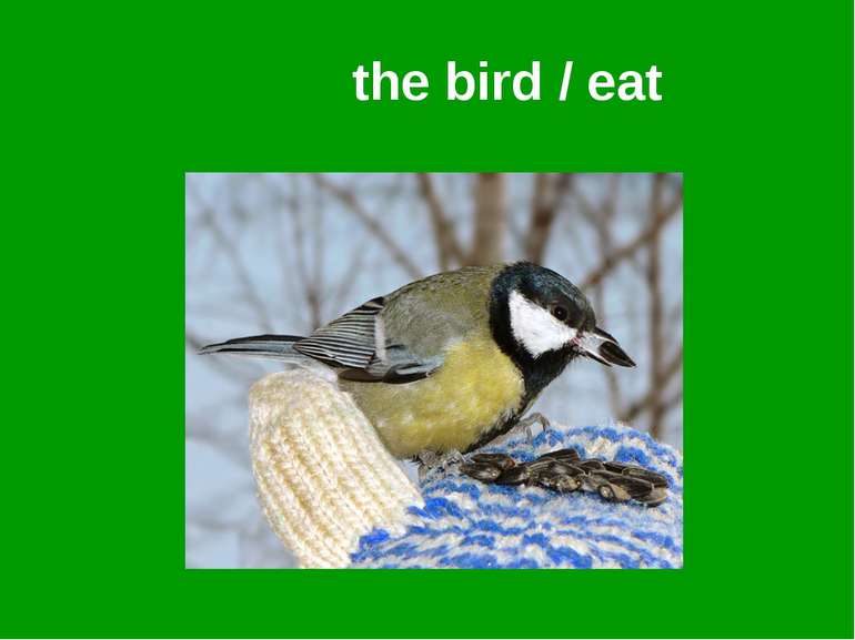 the bird / eat