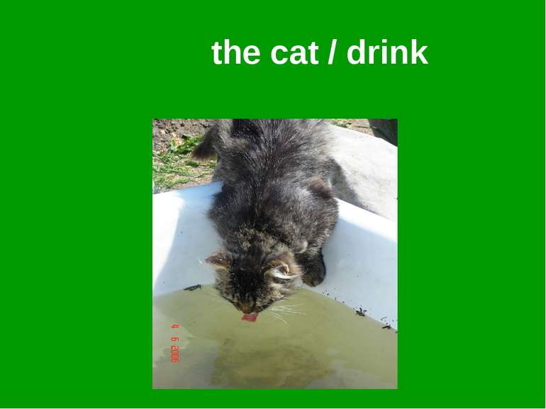 the cat / drink