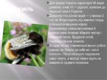 Джміль Для фауни України характерні 38 видів джмелів, з них 10 — рідкісні, за...