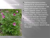 Півонія вузьколиста Трав'яниста багаторічна рослина, заввишки 50 см; листя ро...