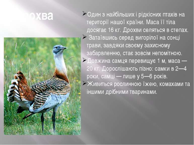 Дрохва Один з найбільших і рідкісних птахів на території нашої країни. Маса ї...