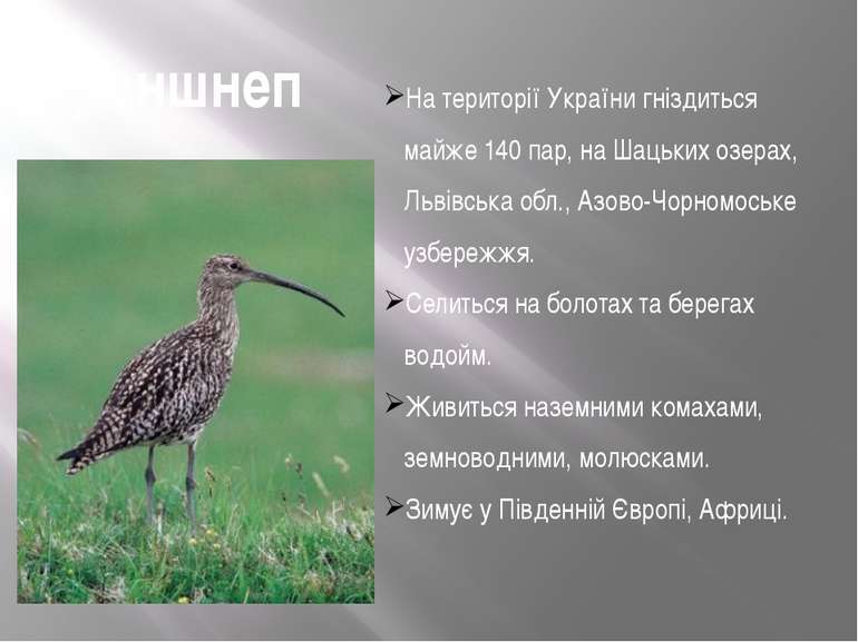 Кроншнеп На території України гніздиться майже 140 пар, на Шацьких озерах, Ль...