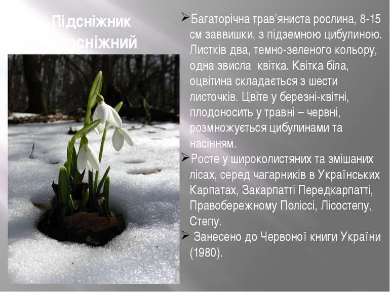 Підсніжник білосніжний Багаторічна трав’яниста рослина, 8-15 см заввишки, з п...