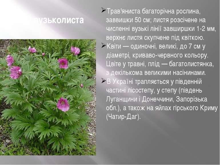 Півонія вузьколиста Трав'яниста багаторічна рослина, заввишки 50 см; листя ро...