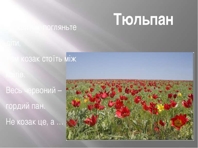Тюльпан На квітник погляньте діти, Там козак стоїть між квітів. Весь червоний...