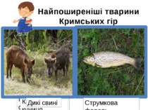 Найпоширеніші тварини Кримських гір Плямистий олень Дикий голуб Орел-білохвіс...