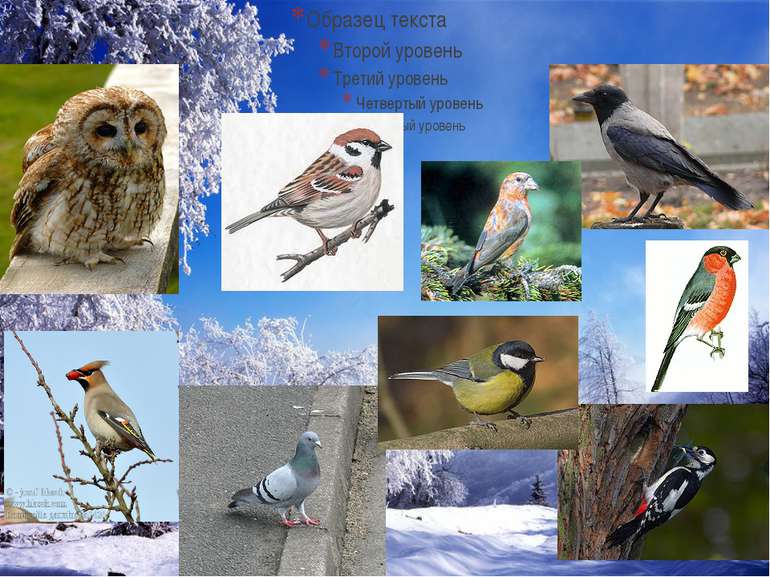 Птахи що зимують в Україні