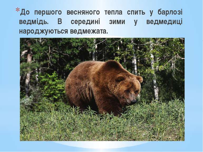До першого весняного тепла спить у барлозі ведмідь. В середині зими у ведмеди...