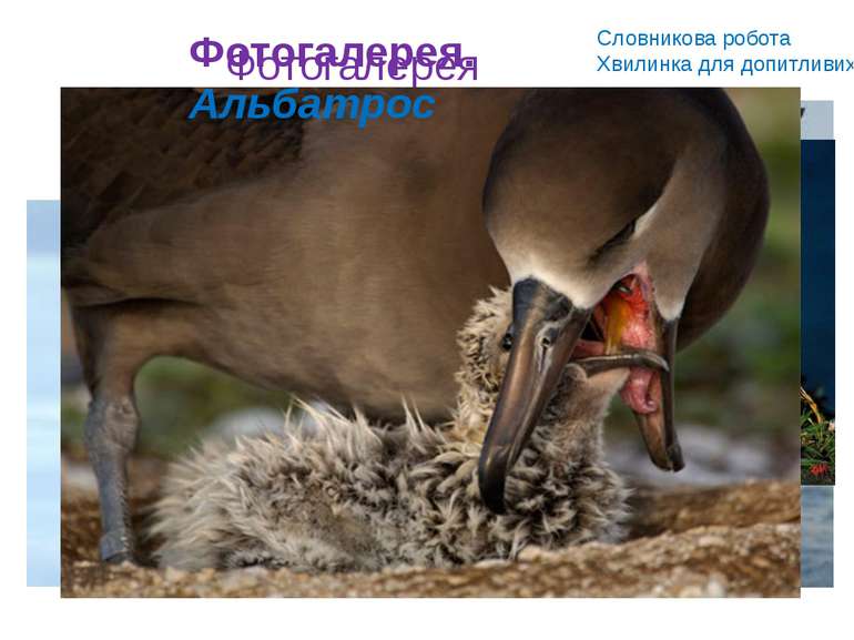 Словникова робота Хвилинка для допитливих Альбатрос – великий красивий птах. ...