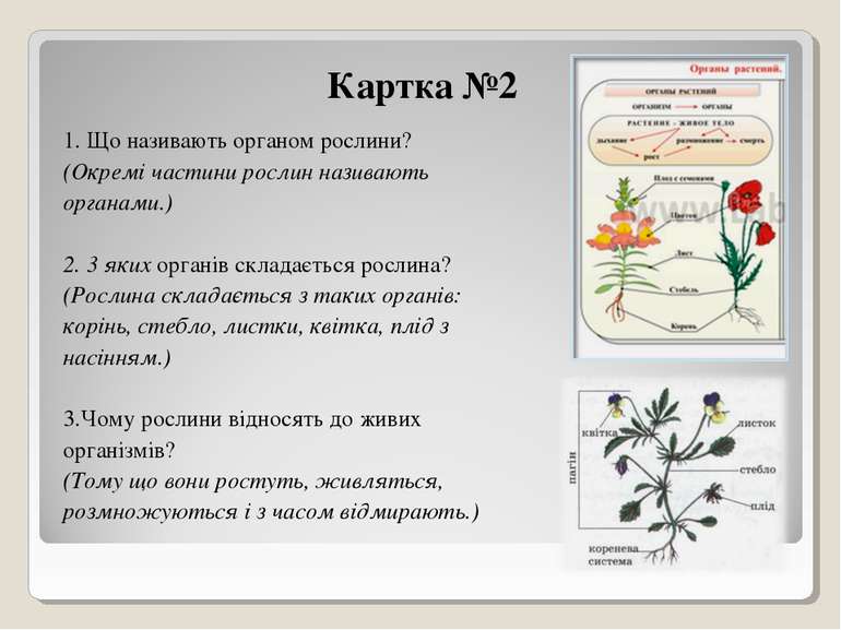 Картка №2 1. Що називають органом рослини? (Окремі частини рослин називають о...