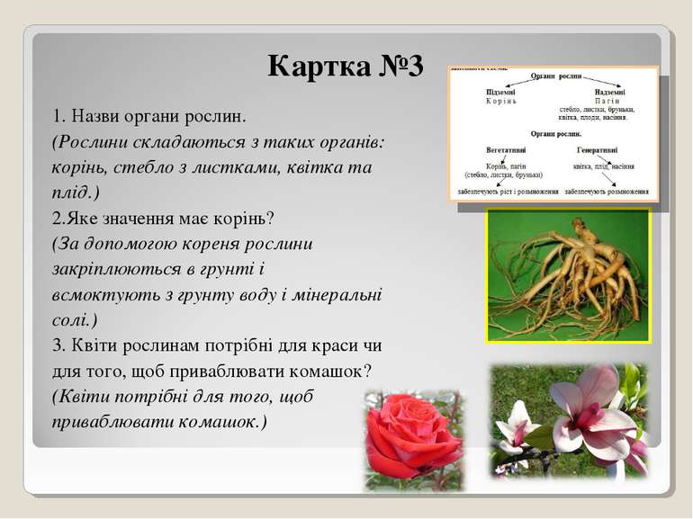 Картка №3 1. Назви органи рослин. (Рослини складаються з таких органів: корін...