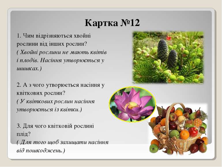 Картка №12 1. Чим відрізняються хвойні рослини від інших рослин? ( Хвойні рос...