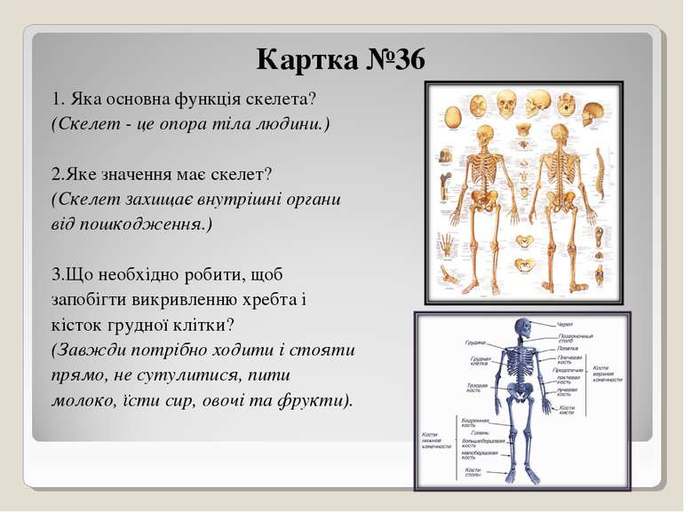 Картка №36 1. Яка основна функція скелета? (Скелет - це опора тіла людини.) 2...