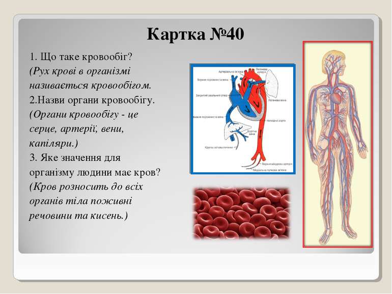 Картка №40 1. Що таке кровообіг? (Рух крові в організмі називається кровообіг...