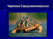 Черепаха Середземноморська