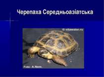 Черепаха Середньоазіатська