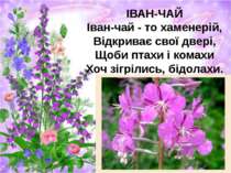 ІВАН-ЧАЙ Іван-чай - то хаменерій, Відкриває свої двері, Щоби птахи і комахи Х...