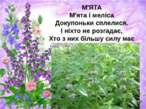 М'ЯТА М'ята і меліса Докупоньки сплелися. І ніхто не розгадає, Хто з них біль...