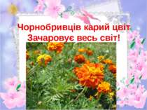Чорнобривців карий цвіт Зачаровує весь світ!