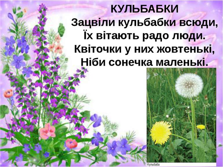 КУЛЬБАБКИ Зацвіли кульбабки всюди, Їх вітають радо люди. Квіточки у них жовте...