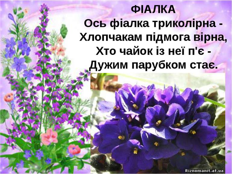 ФІАЛКА Ось фіалка триколірна - Хлопчакам підмога вірна, Хто чайок із неї п'є ...