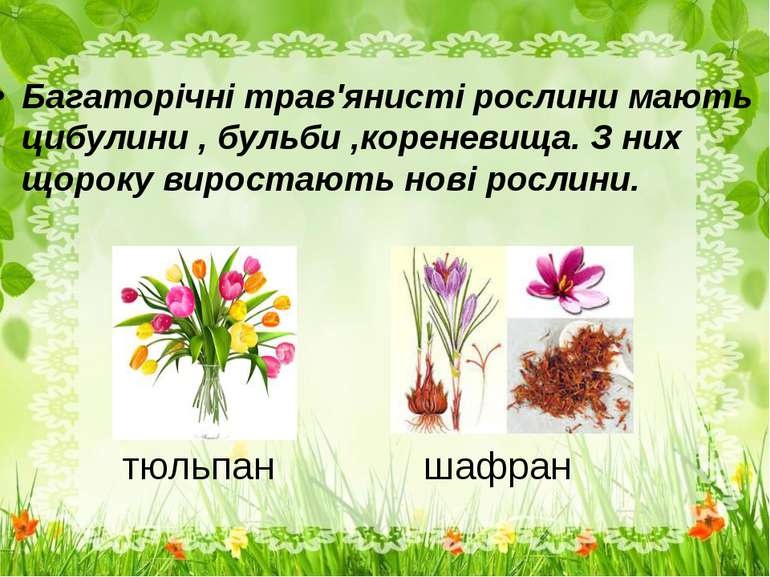 тюльпан шафран Багаторічні трав'янисті рослини мають цибулини , бульби ,корен...