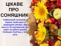 ЦІКАВЕ ПРО СОНЯШНИК Найменший соняшник в Україні, який виріс у природних умов...