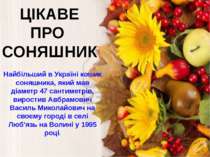 ЦІКАВЕ ПРО СОНЯШНИК Найбільший в Україні кошик соняшника, який мав діаметр 47...