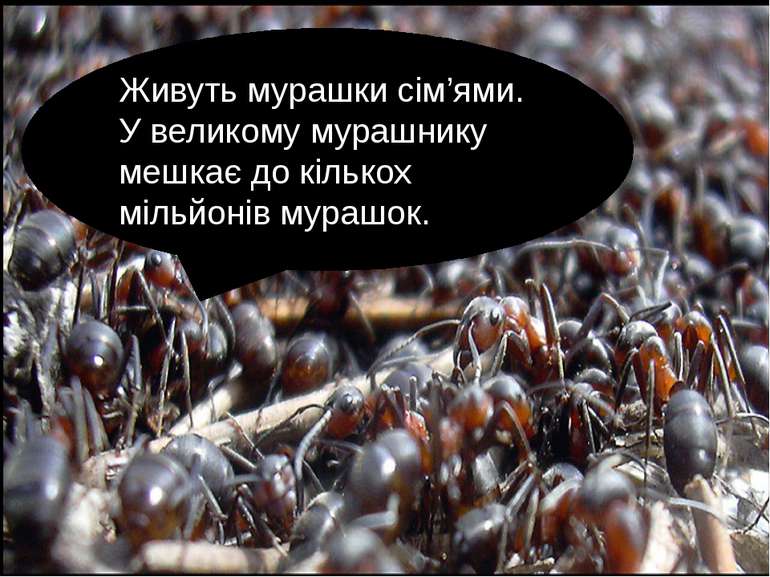 Живуть мурашки сім’ями. У великому мурашнику мешкає до кількох мільйонів мура...