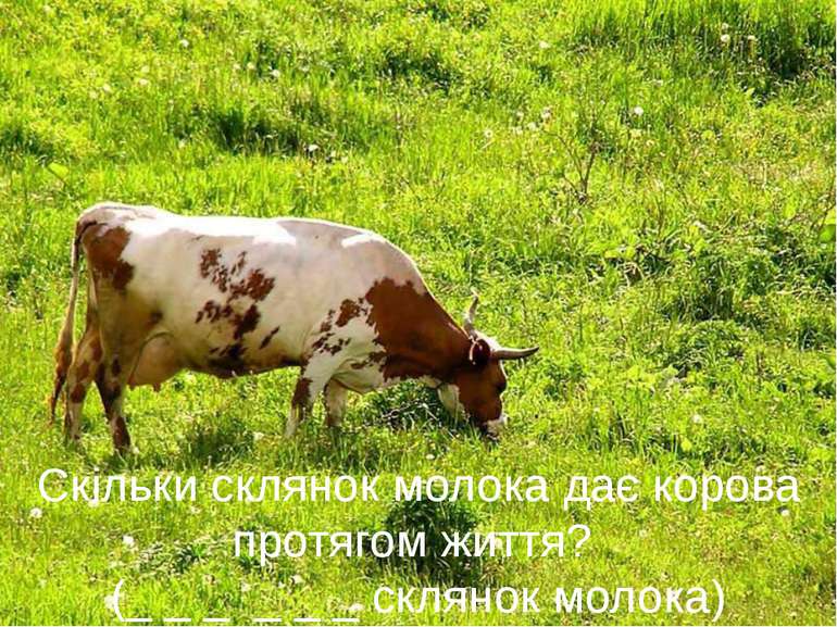   Скільки склянок молока дає корова протягом життя? (_ _ _ _ _ _ склянок моло...