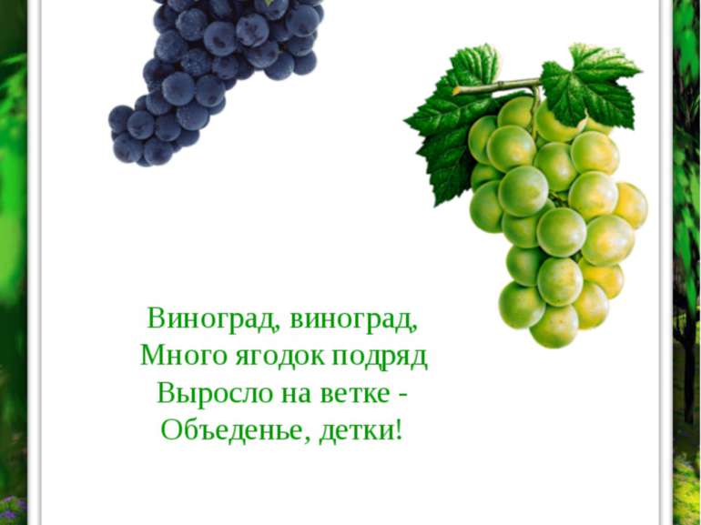 ВИНОГРАД Виноград, виноград, Много ягодок подряд Выросло на ветке - Объеденье...