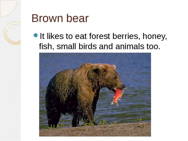 Brown bear It likes to eat forest berries, honey, fish, small birds and anima...