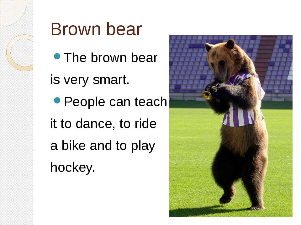 Как на английском будет медведь. Медведь на английском языке. Рассказ о медведе на английском языке. Бурый медведь на английском языке. Про медведя по английскому языку.
