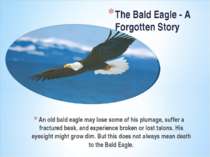 An old bald eagle may lose some of his plumage, suffer a fractured beak, and ...
