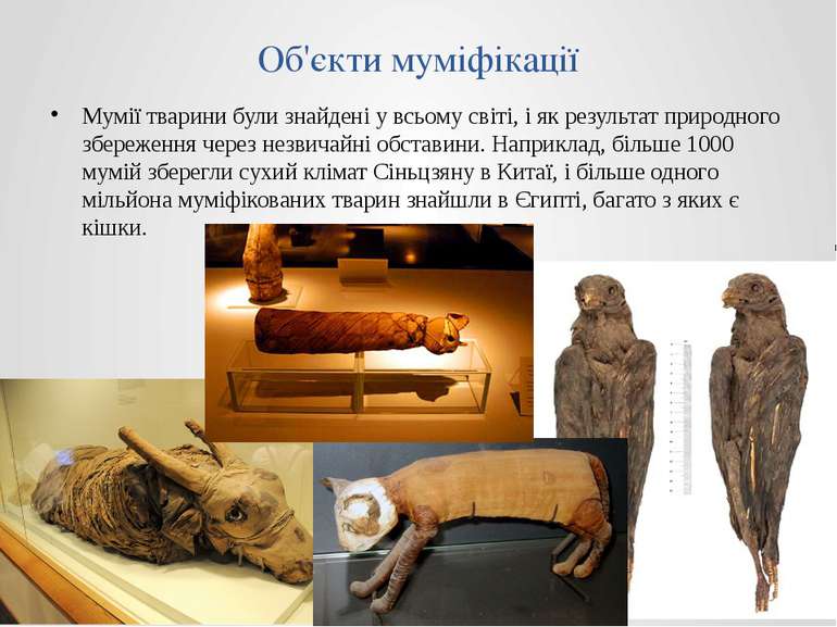 Об'єкти муміфікації Мумії тварини були знайдені у всьому світі, і як результа...