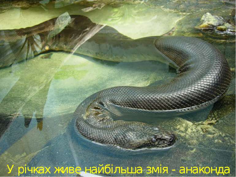 У річках живе найбільша змія - анаконда
