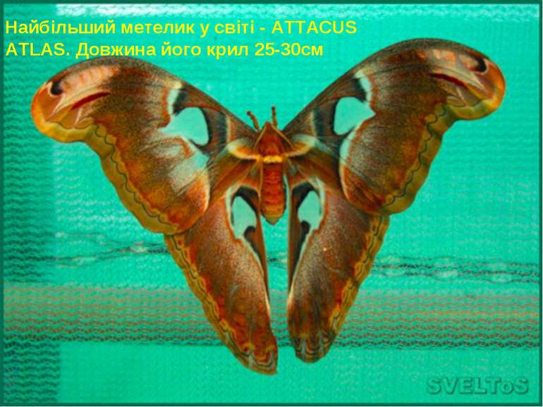 Найбільший метелик у світі - АTTACUS ATLAS. Довжина його крил 25-30см