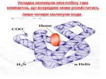 Укладка молекули міоглобіну така компактна, що всередині може розміститись ли...