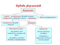 Будова ферментів Ферменти Складні - холоферменти (білкова частина - апофермен...