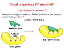 Теорії механізму дії ферметів Теорія Фішера (“ключ-замок”) Активний центр фер...