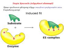 Теорія Кошланда (індукованої адаптації) Процес приєднання субстрату індукує с...