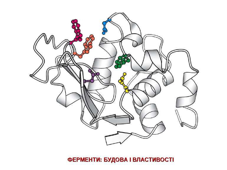 ФЕРМЕНТИ: БУДОВА І ВЛАСТИВОСТІ