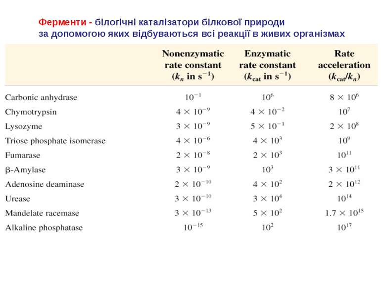 Ферменти - білогічні каталізатори білкової природи за допомогою яких відбуваю...