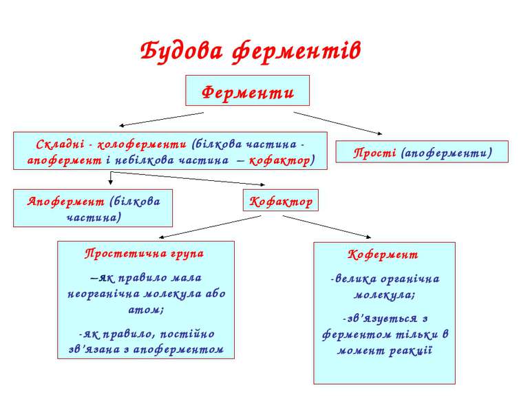 Будова ферментів Ферменти Складні - холоферменти (білкова частина - апофермен...