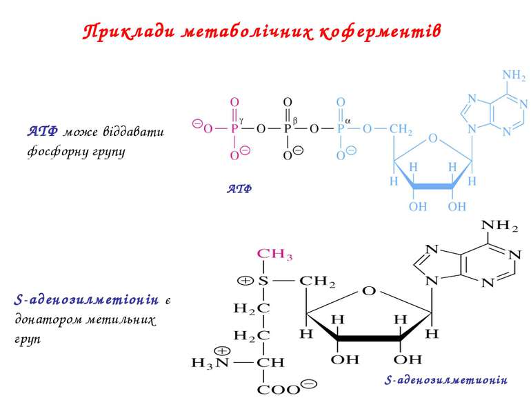 Приклади метаболічних коферментів ATФ S-аденозилметионін АТФ може віддавати ф...